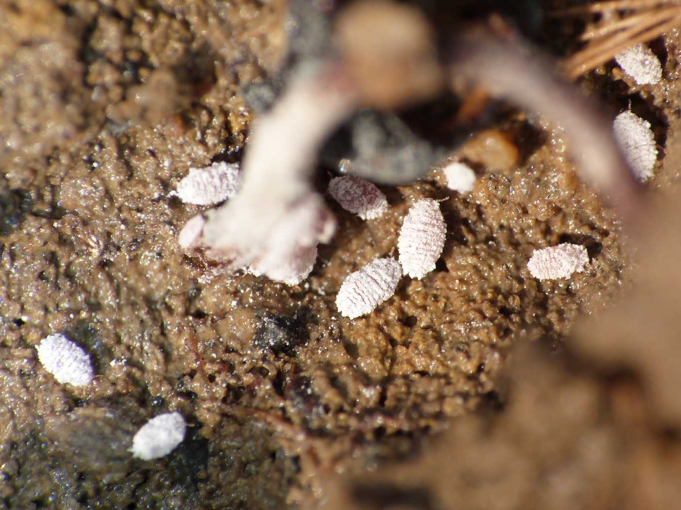 Micrococcus sp. ospiti di Pheidole sp. - S. Severa (RM)